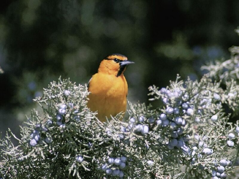 Orange Bird on Bush