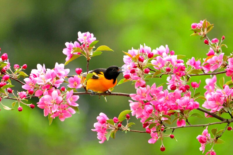 Orange Bird on Flowers