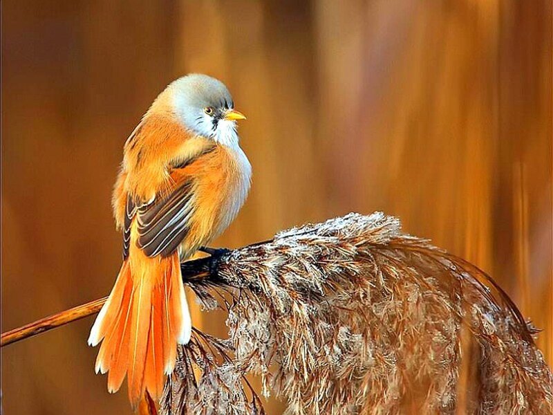 Orange Bird on Reed — Brown