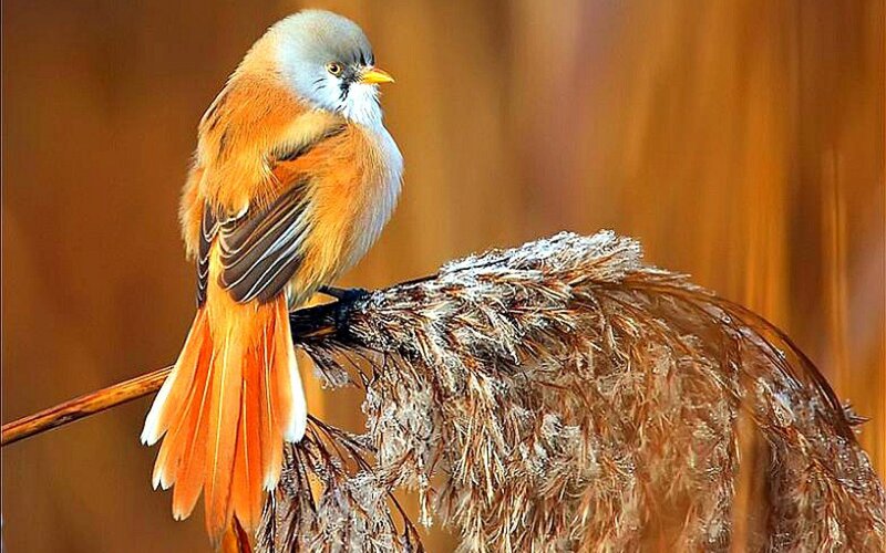 Orange Bird on Reed