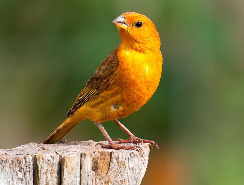 Orange Bird on Stump
