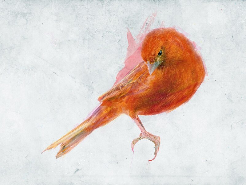 Orange Bird Perched