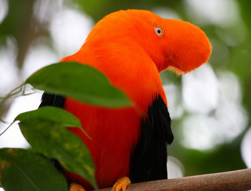 Orange Bird with Black Wings