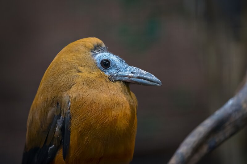 Orange Bird with Blue Face