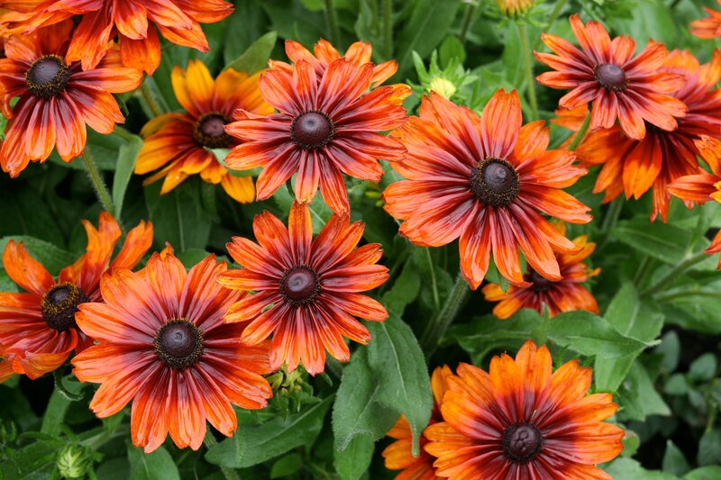 Orange Black-eyed Susan Flowers