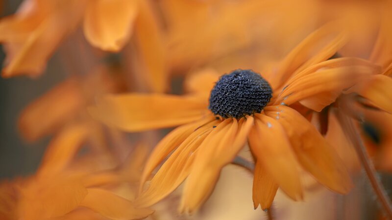 Orange Black-eyed Susan
