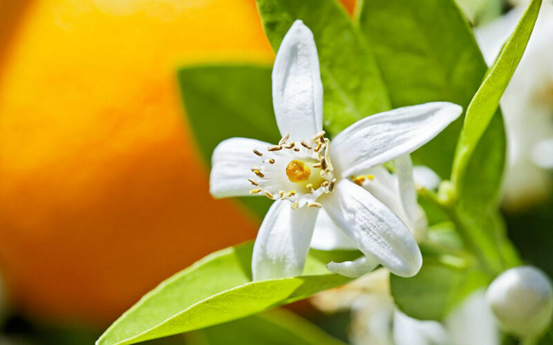 Orange Blossom Flower