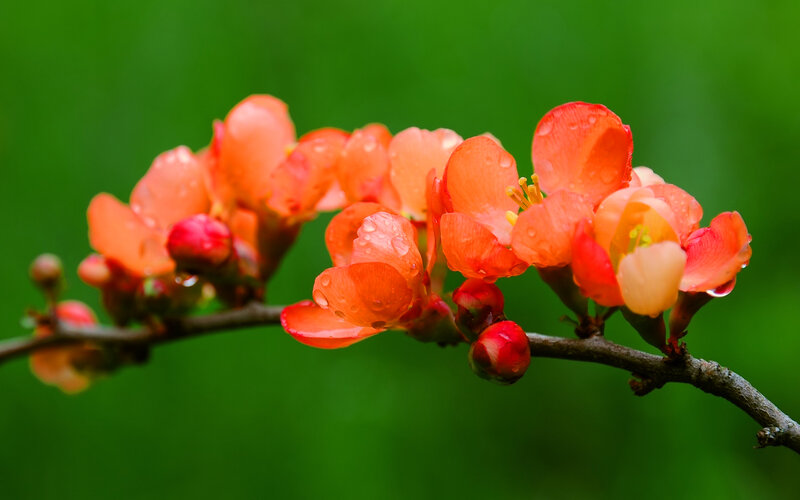 Orange Blossoms on Branch