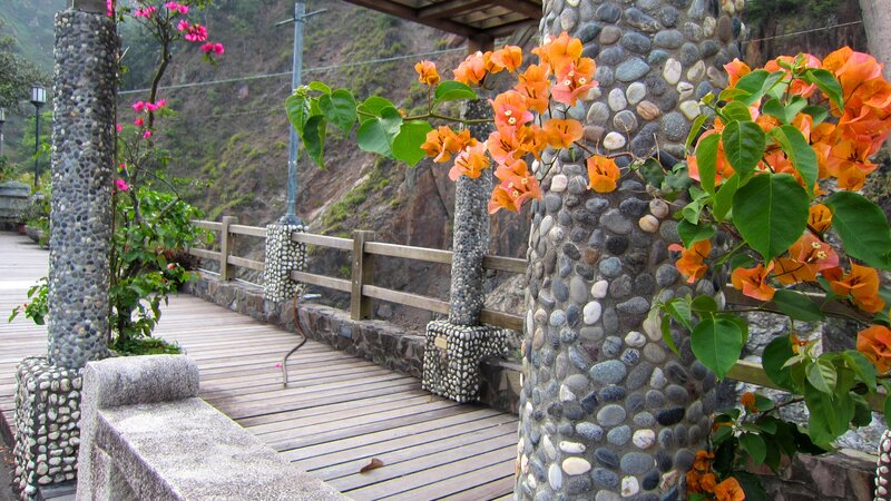 Orange Bougainvillea Flowers