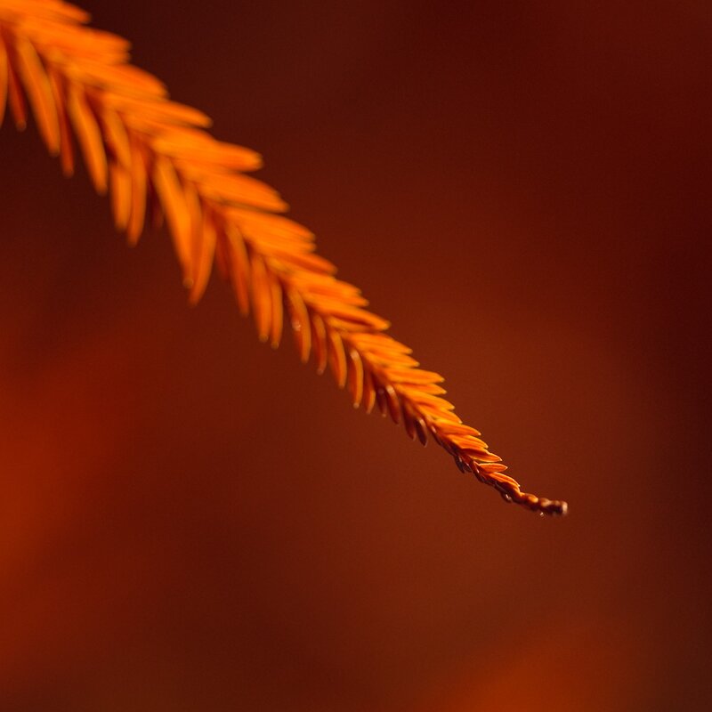 orange branch in warm light