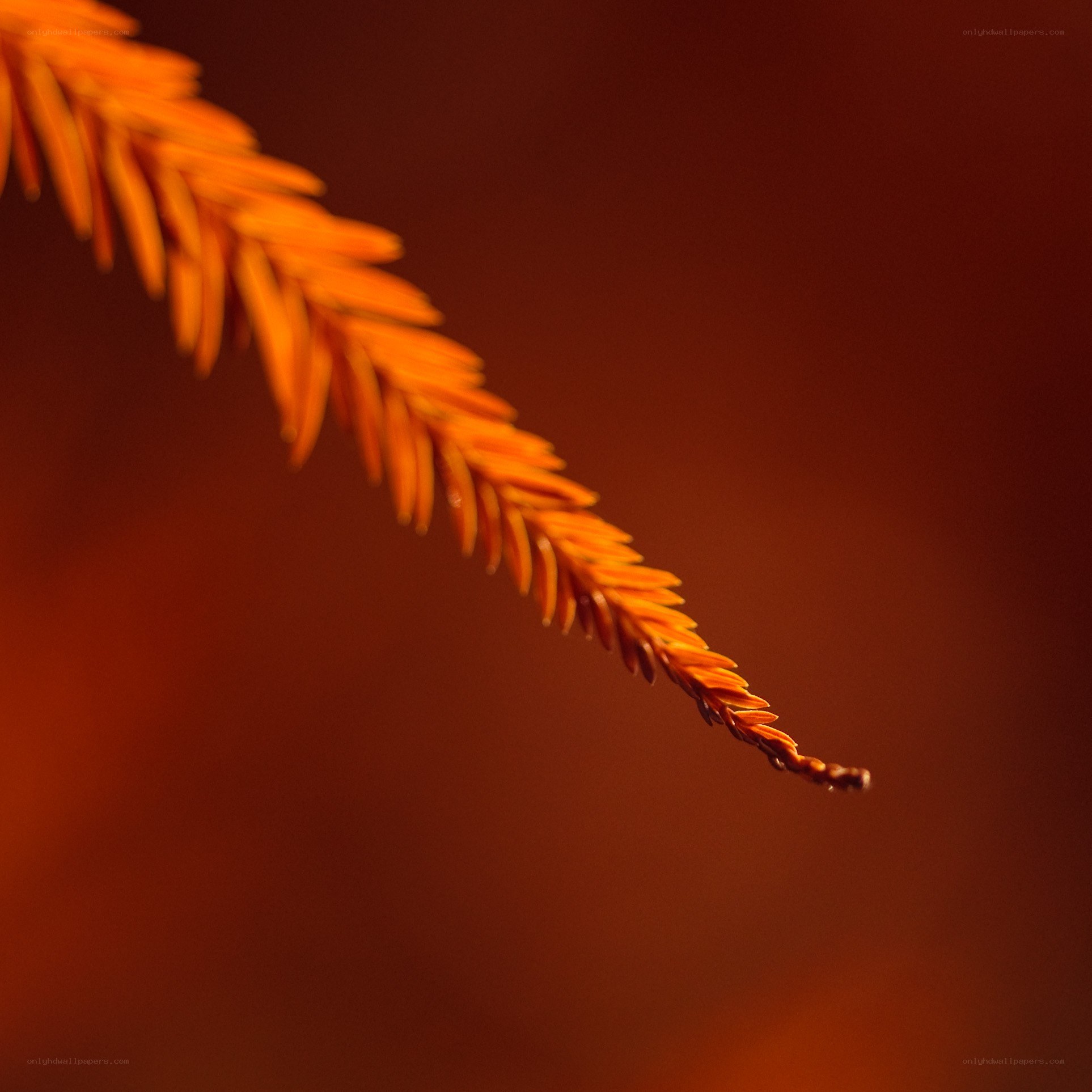 orange branch in warm light