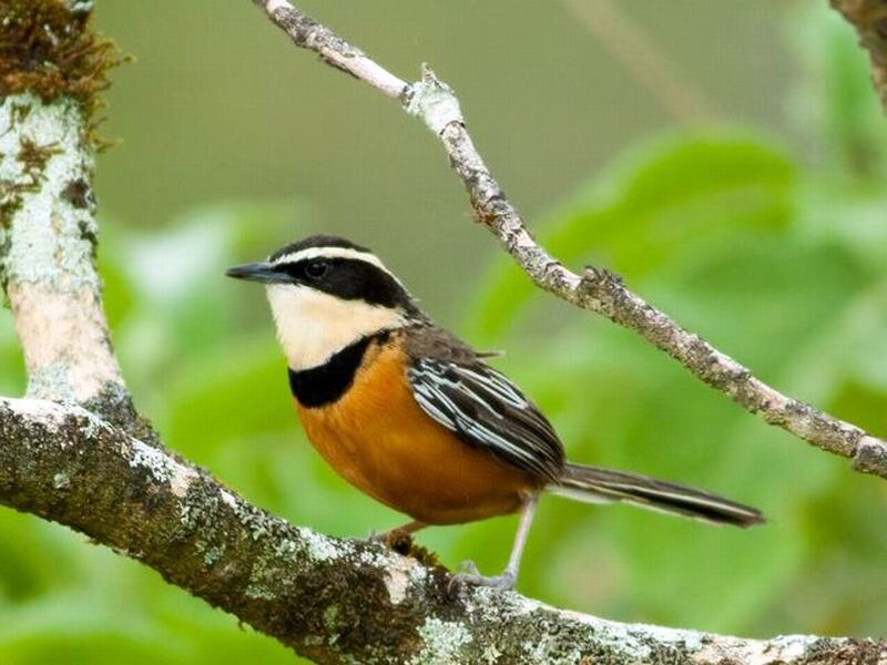 Orange-breasted Babbler