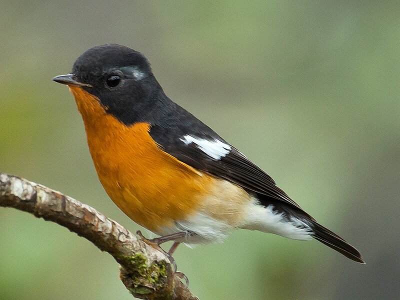Orange-breasted Bird — Black