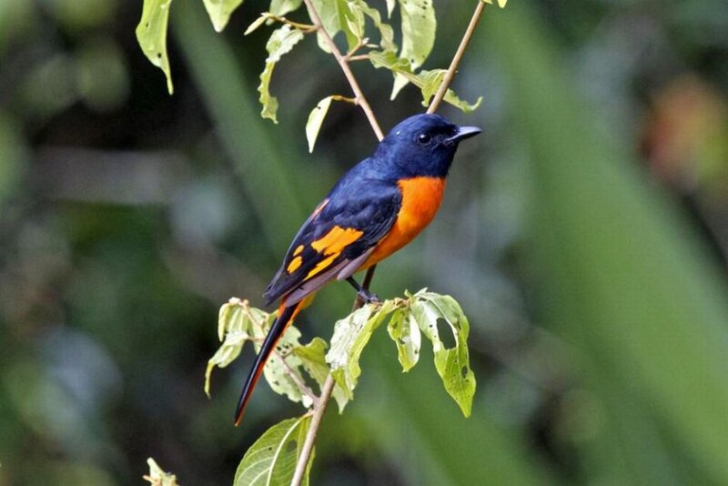 Orange-breasted Bird — Blue