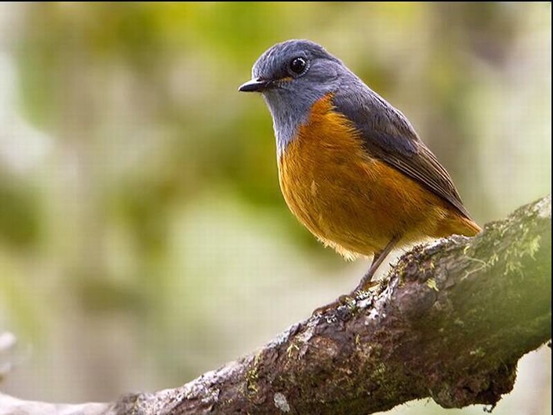 Orange-breasted Bird — Gray