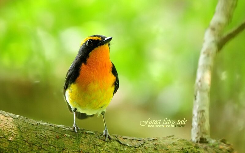 Orange-breasted Bird — Green