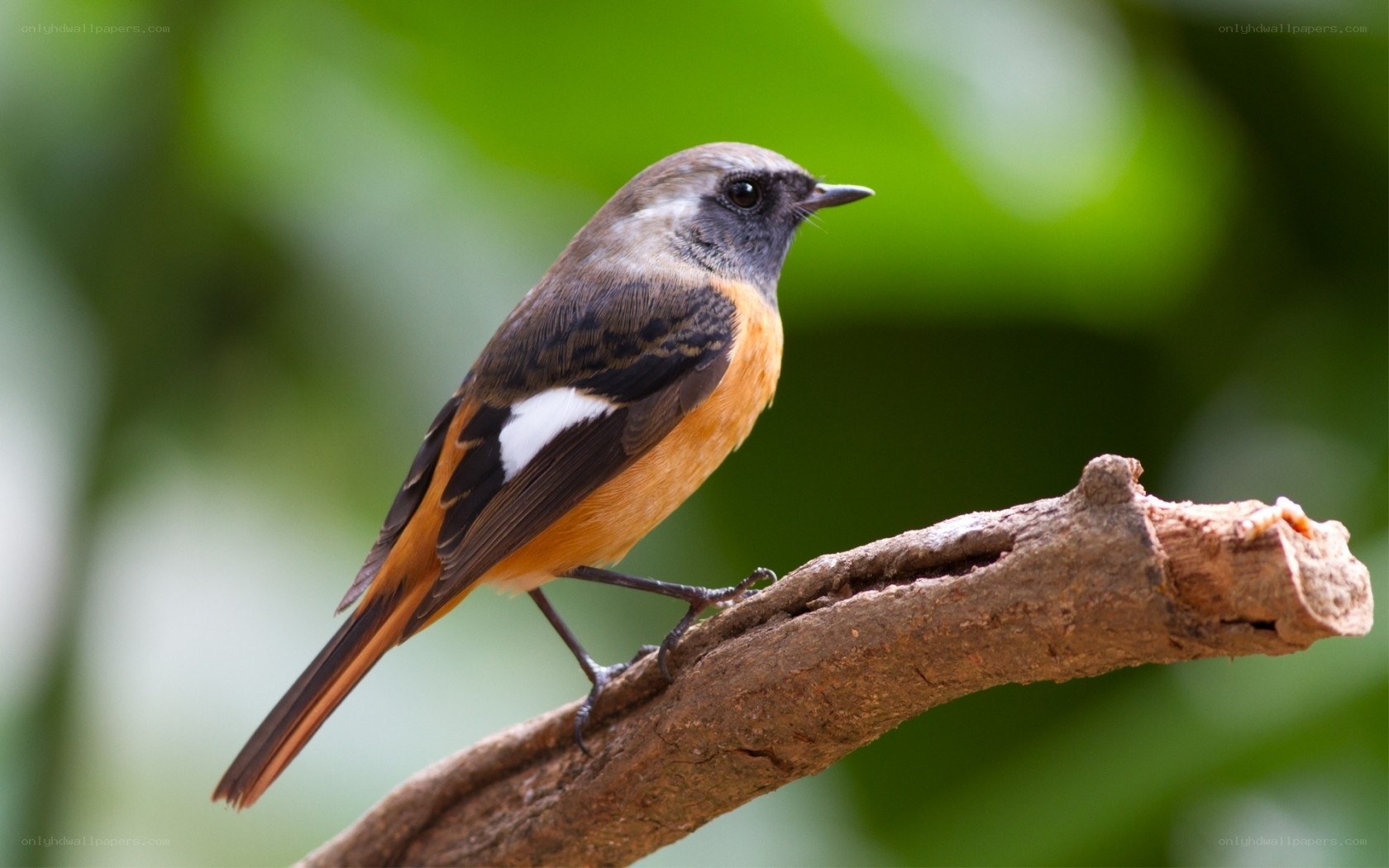 orange-breasted bird on branch