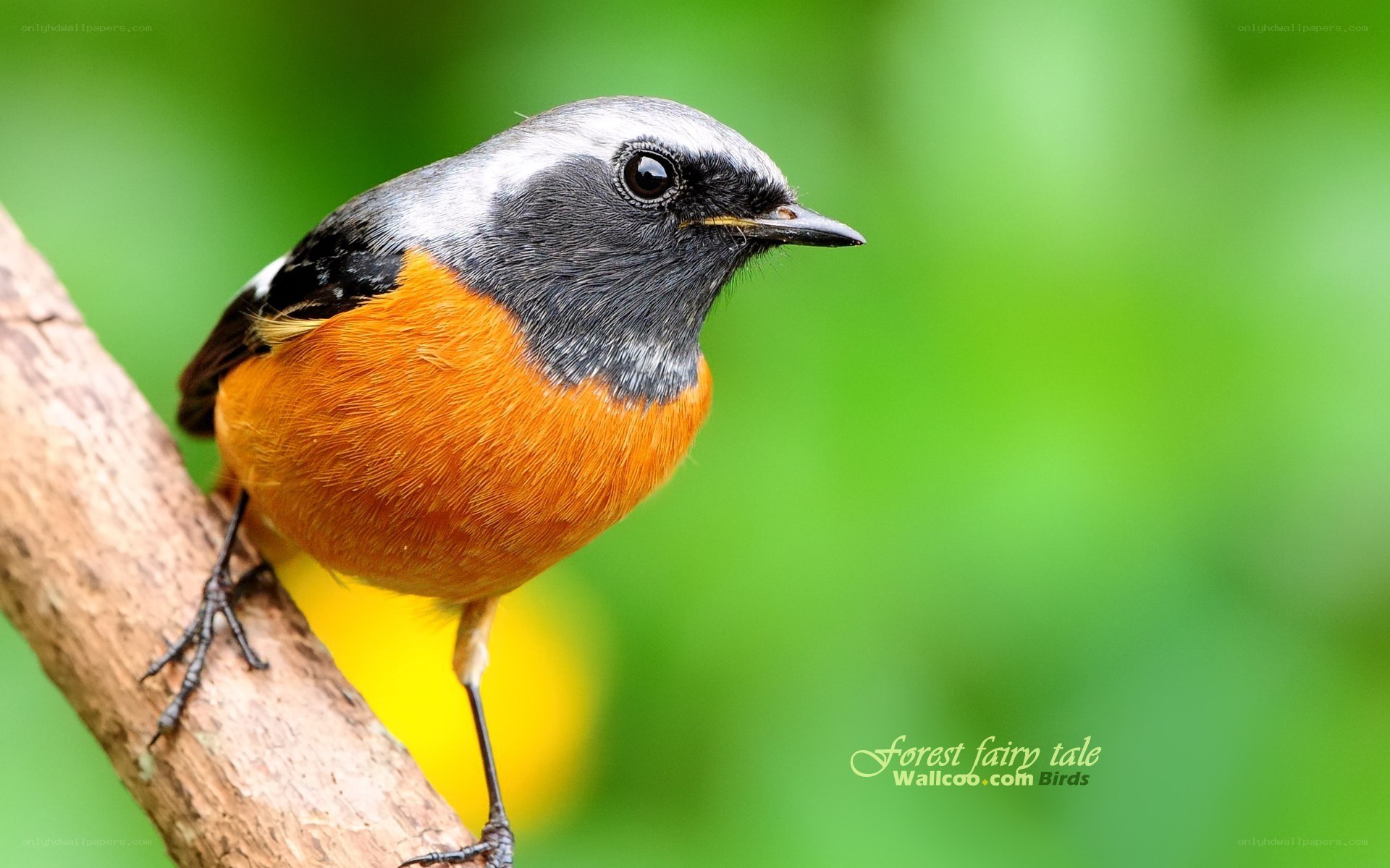 orange-breasted bird on branch