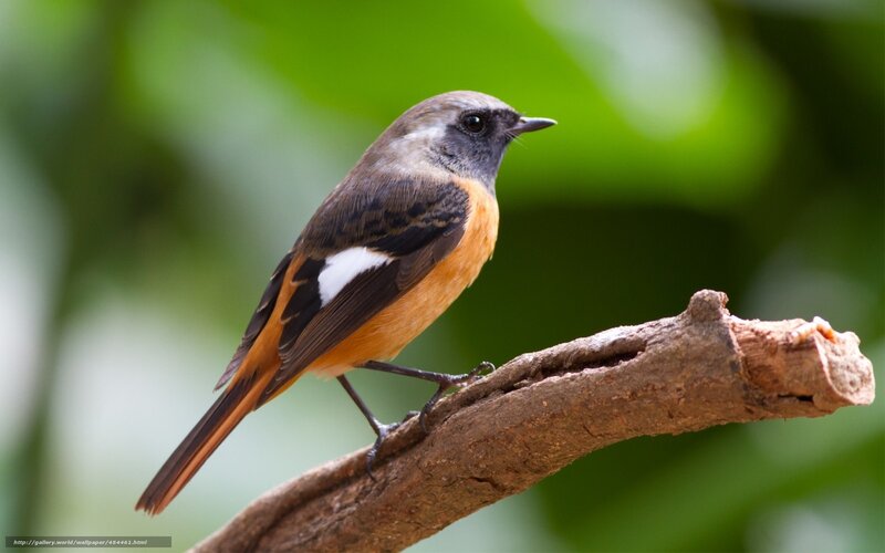 orange-breasted bird on branch
