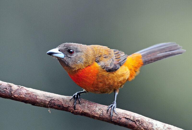 Orange-breasted Bird — Orange, Calm, Photograph