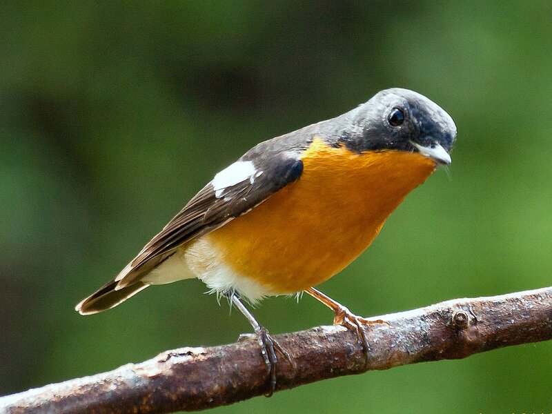 Orange-breasted Bird — Orange, Calm