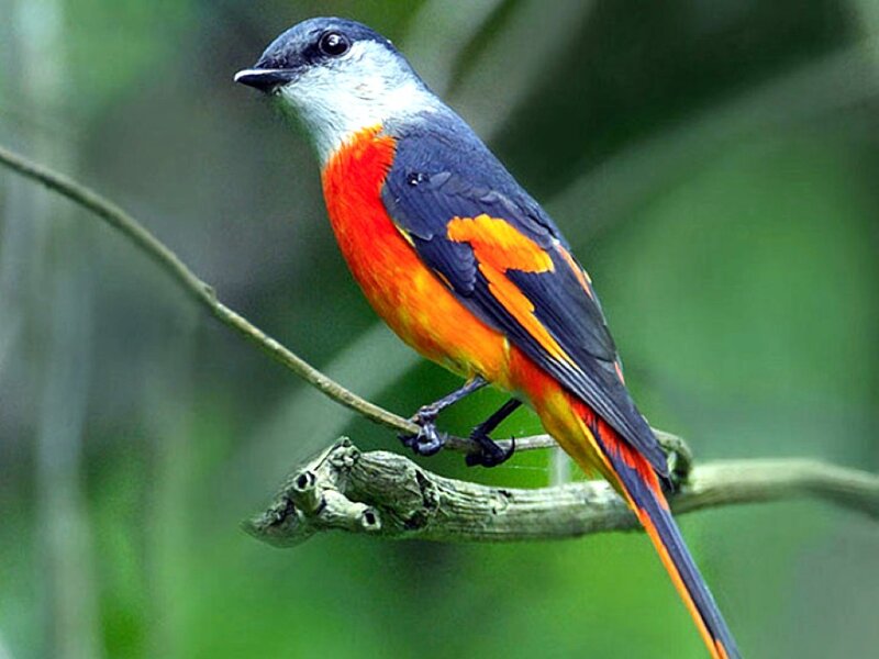 Orange-breasted Bird