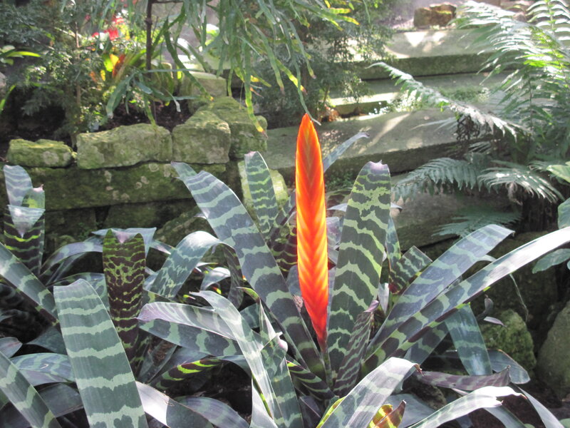 Orange Bromeliad Flower — Green