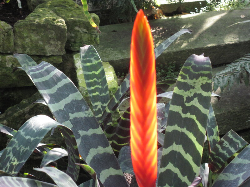 Orange Bromeliad Flower — Red