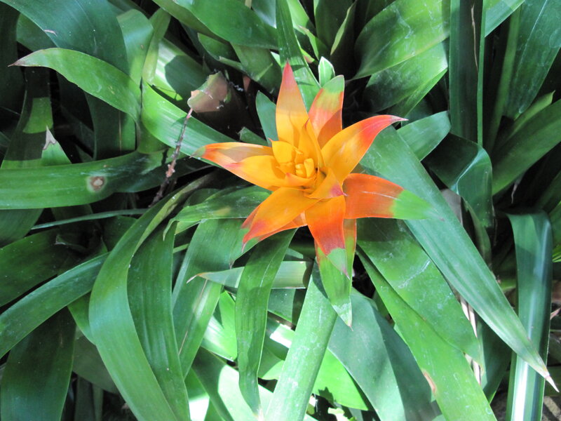 Orange Bromeliad Flower