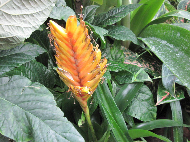 Orange Bromeliad Flower — Yellow
