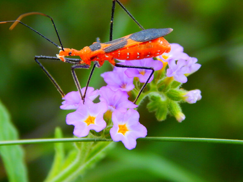 Orange Bug on Purple Flower