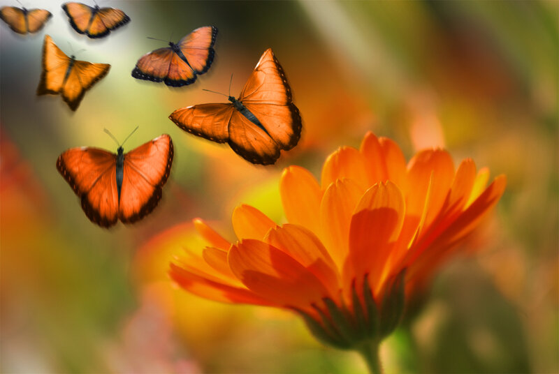Orange Butterflies and Flower
