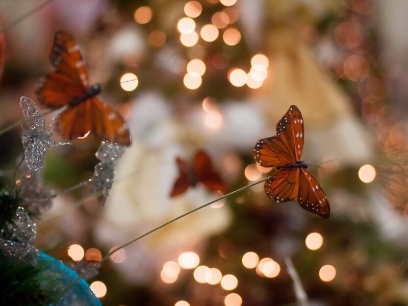 Orange Butterflies on Branches