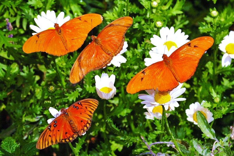 Orange butterflies on daisies