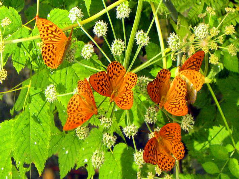 Orange Butterflies on Flowers — Green