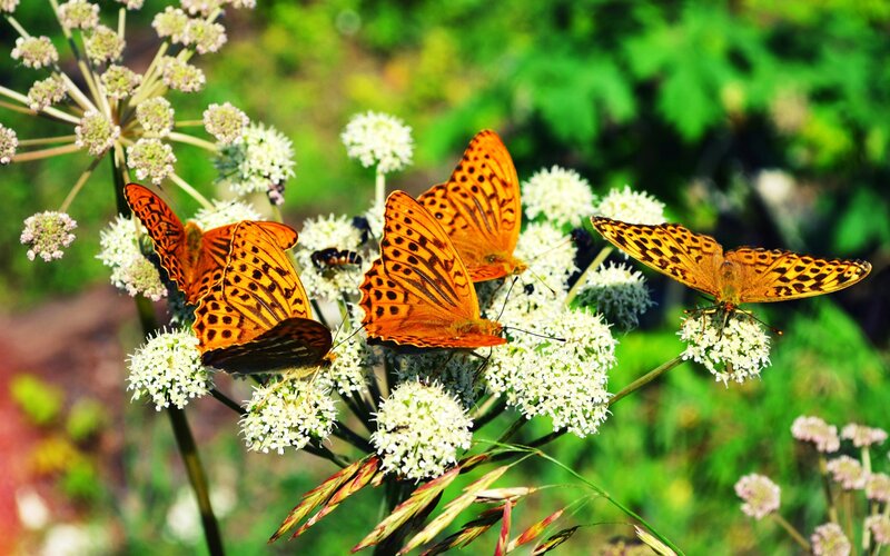 Orange Butterflies on Flowers — Serene