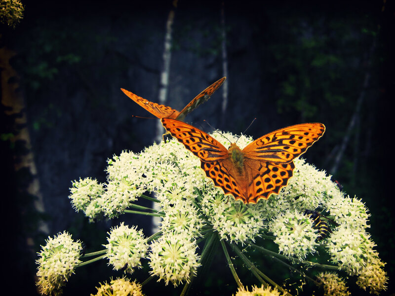 Orange Butterflies on Flowers