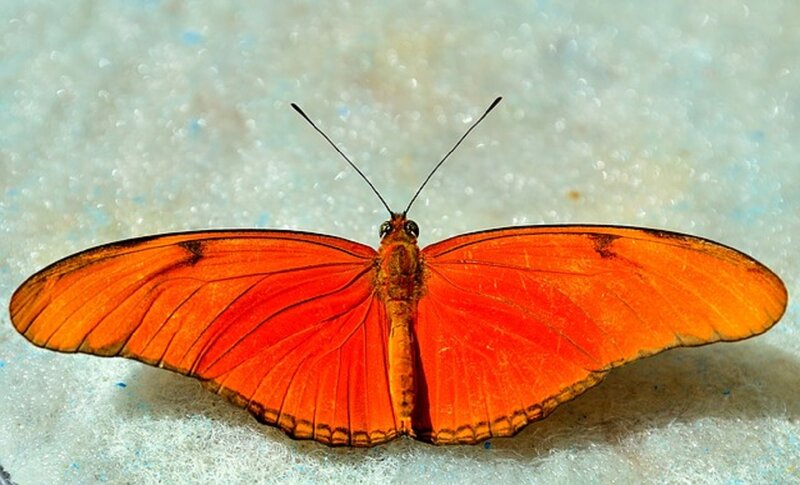 Orange Butterfly — Calm