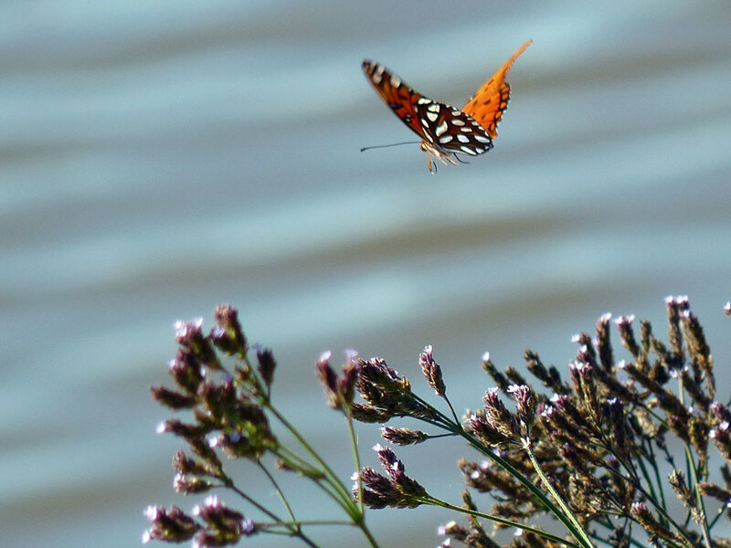 Orange Butterfly Flying