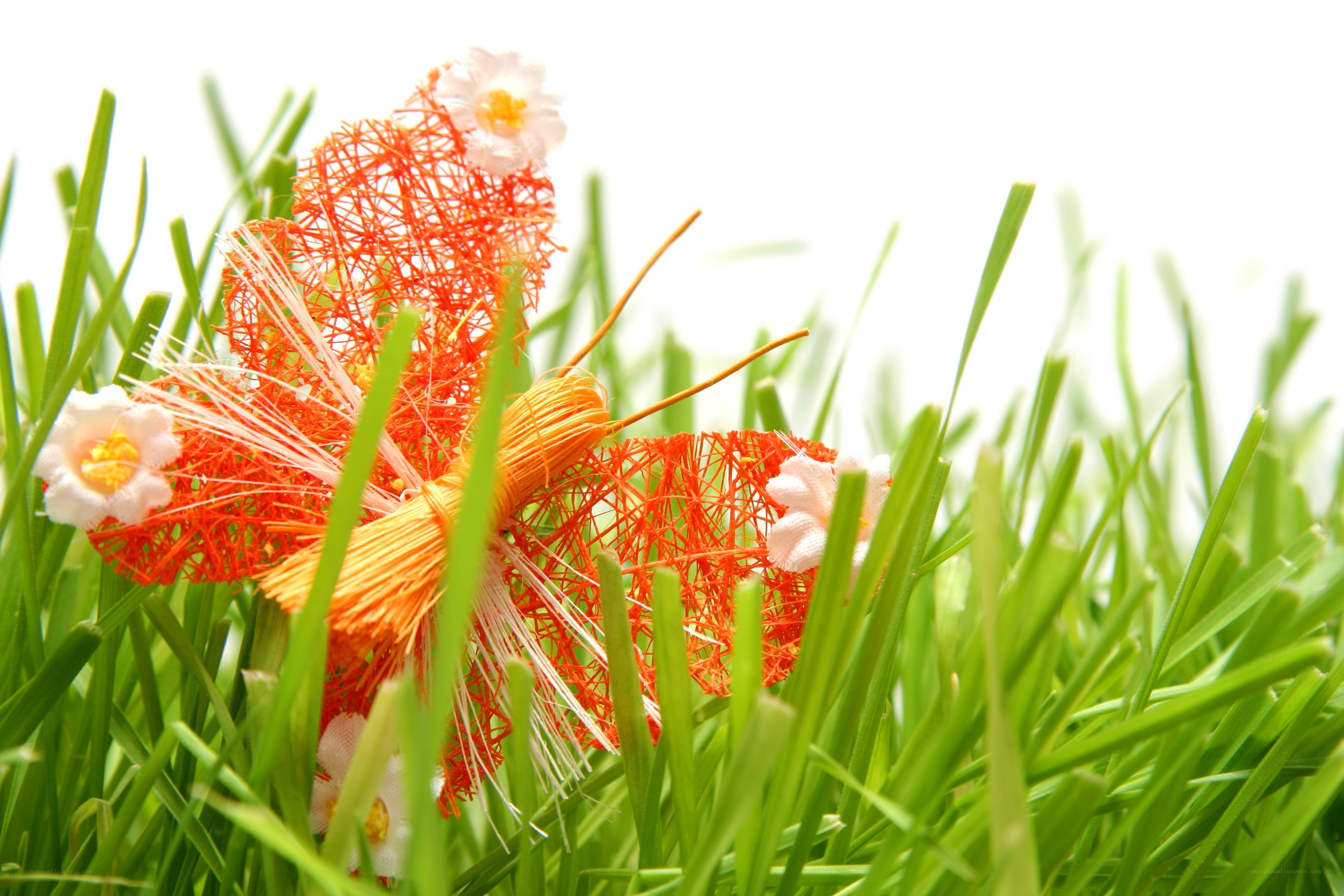 Orange butterfly in grass