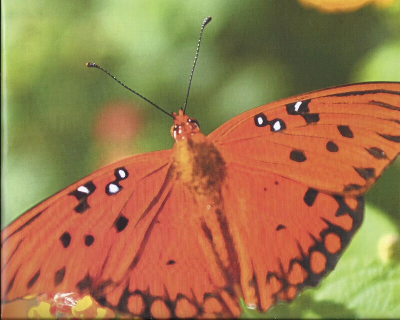 Orange Butterfly — Natural