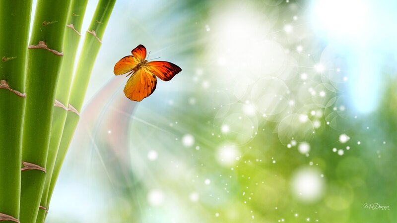 Orange Butterfly Near Bamboo
