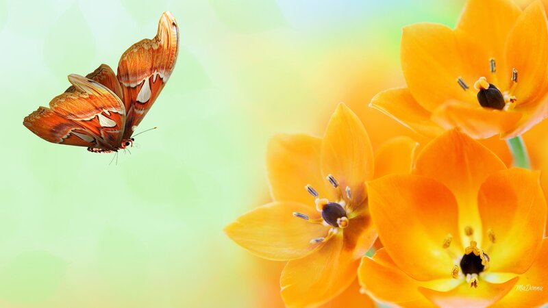 Orange Butterfly Near Flowers
