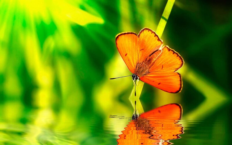 Orange butterfly on a leaf