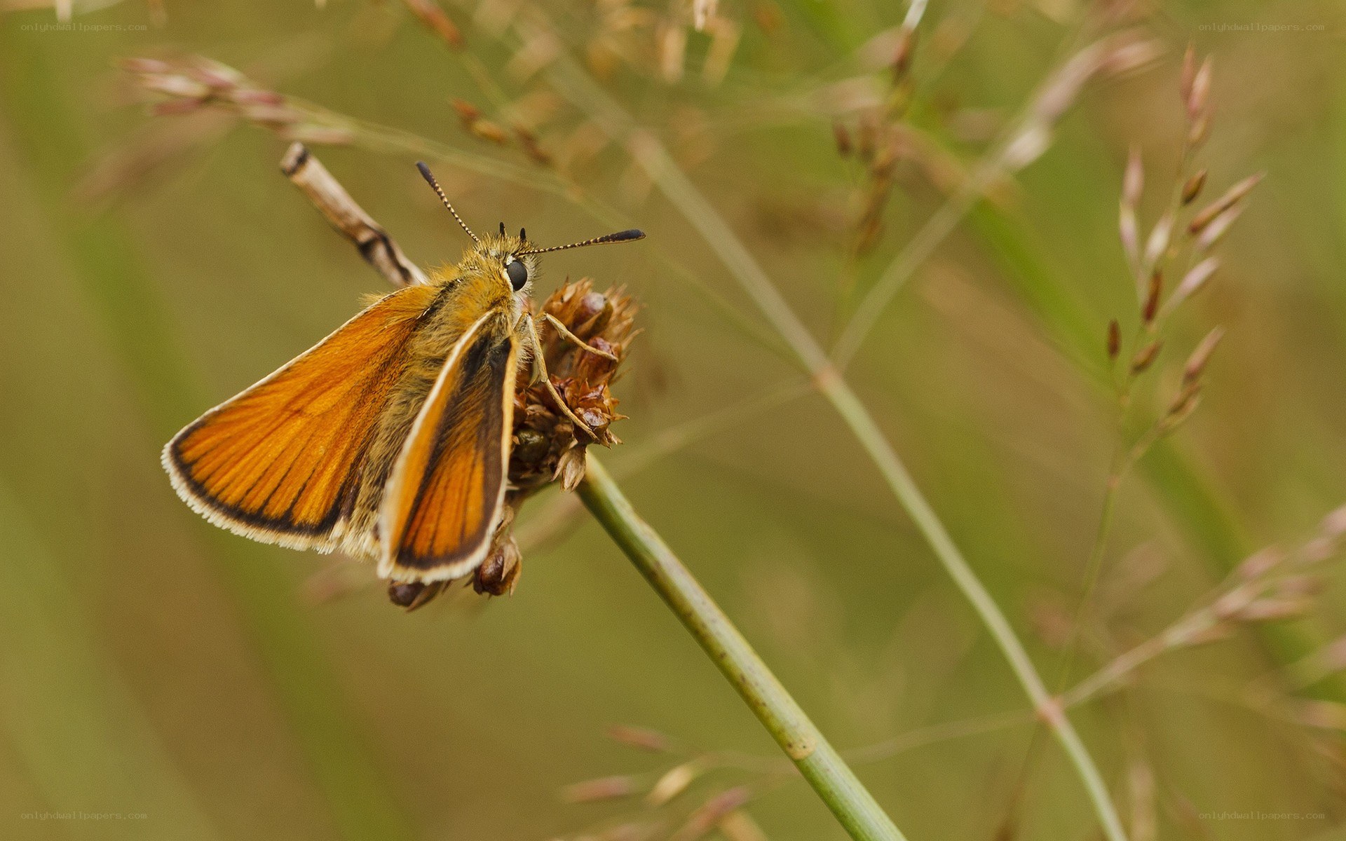 Orange butterfly on a plant