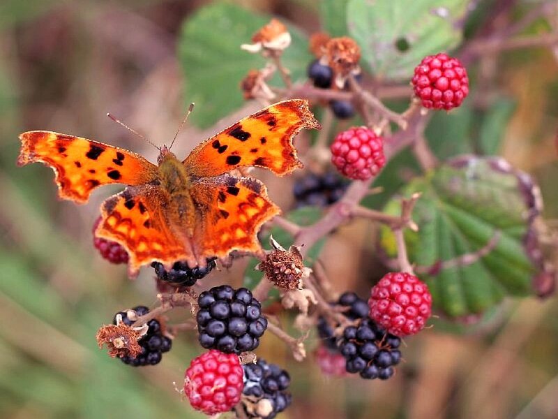 Orange Butterfly on Berries