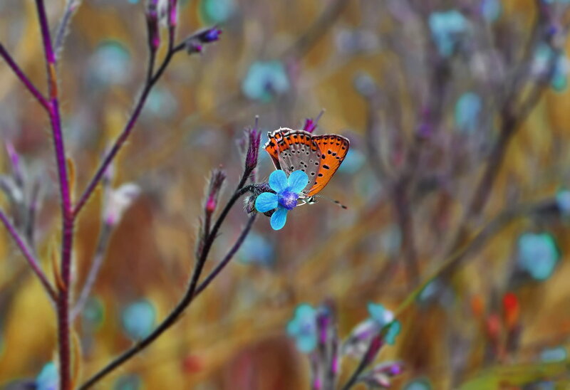 Orange Butterfly on Blue Flower — Calm