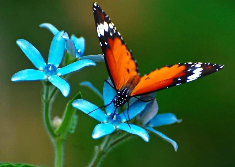 Orange Butterfly on Blue Flower