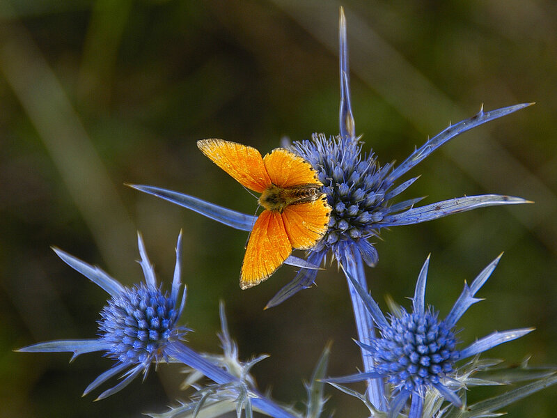 Orange butterfly on blue thistle