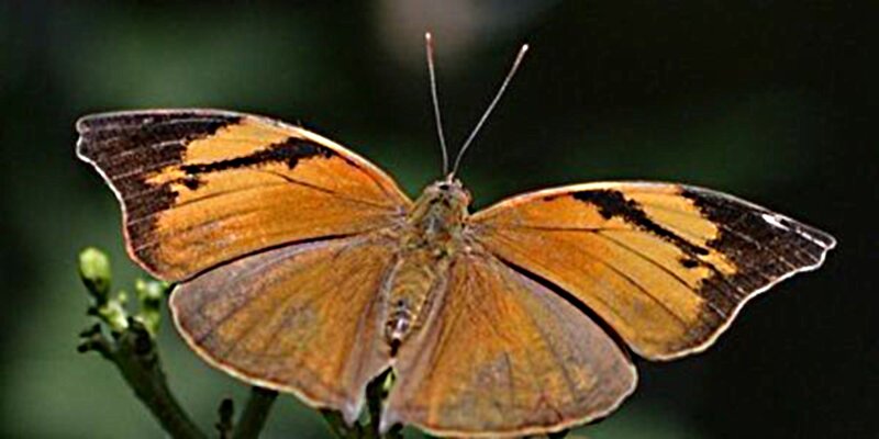 Orange Butterfly on Branch — Brown